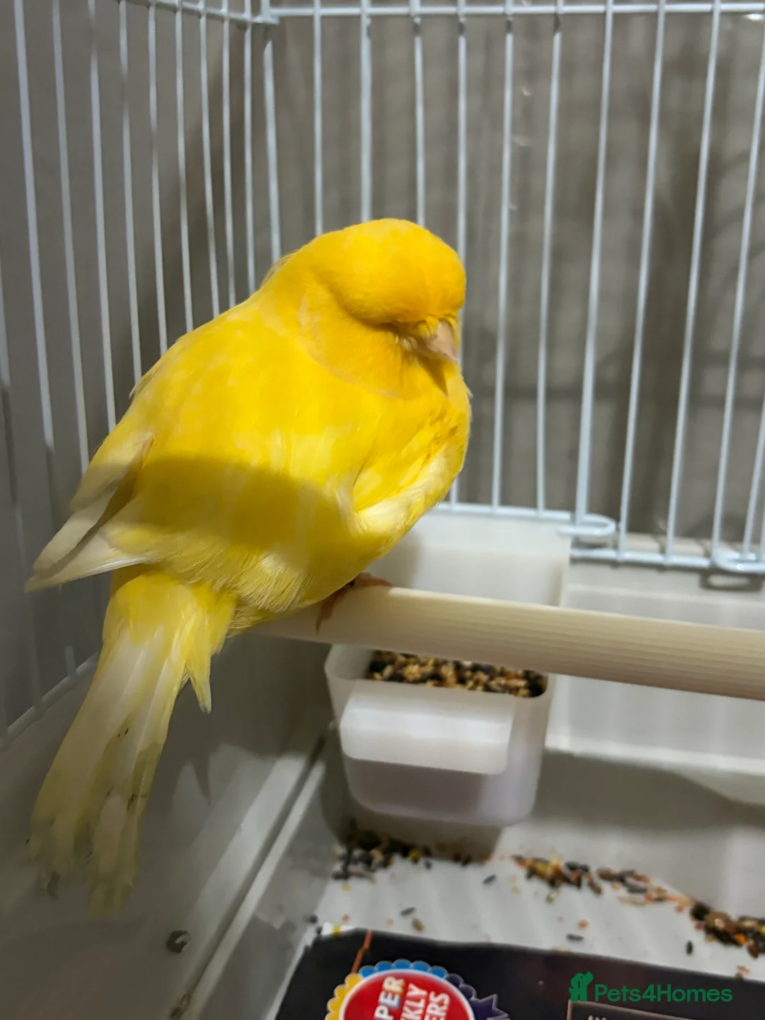 Canaries birds for sale: Mix selection of canaries Norwich/Border  - Advert 4