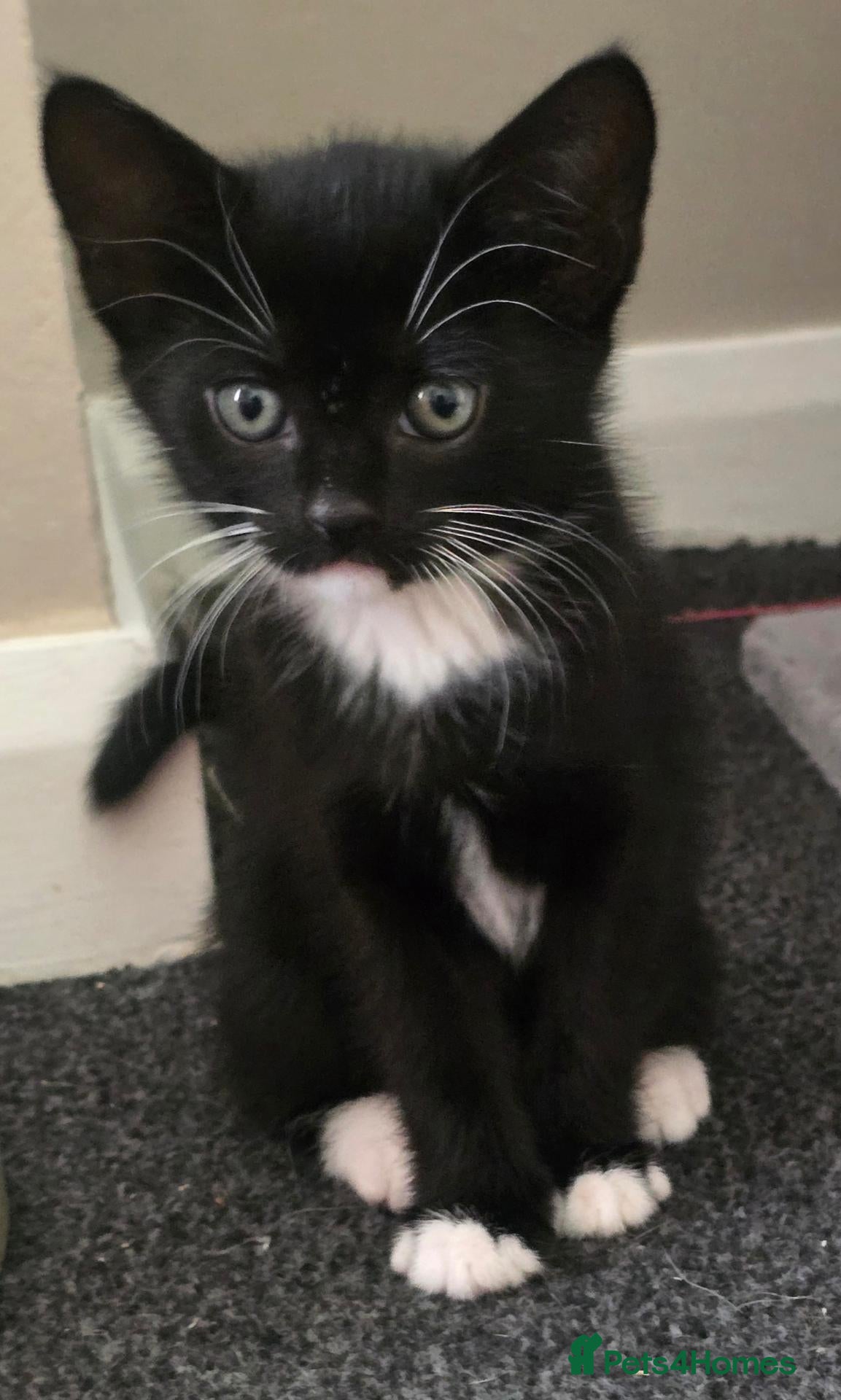 Mixed Breed cats Gorgeous black and white kitten for sale  - Advert 1