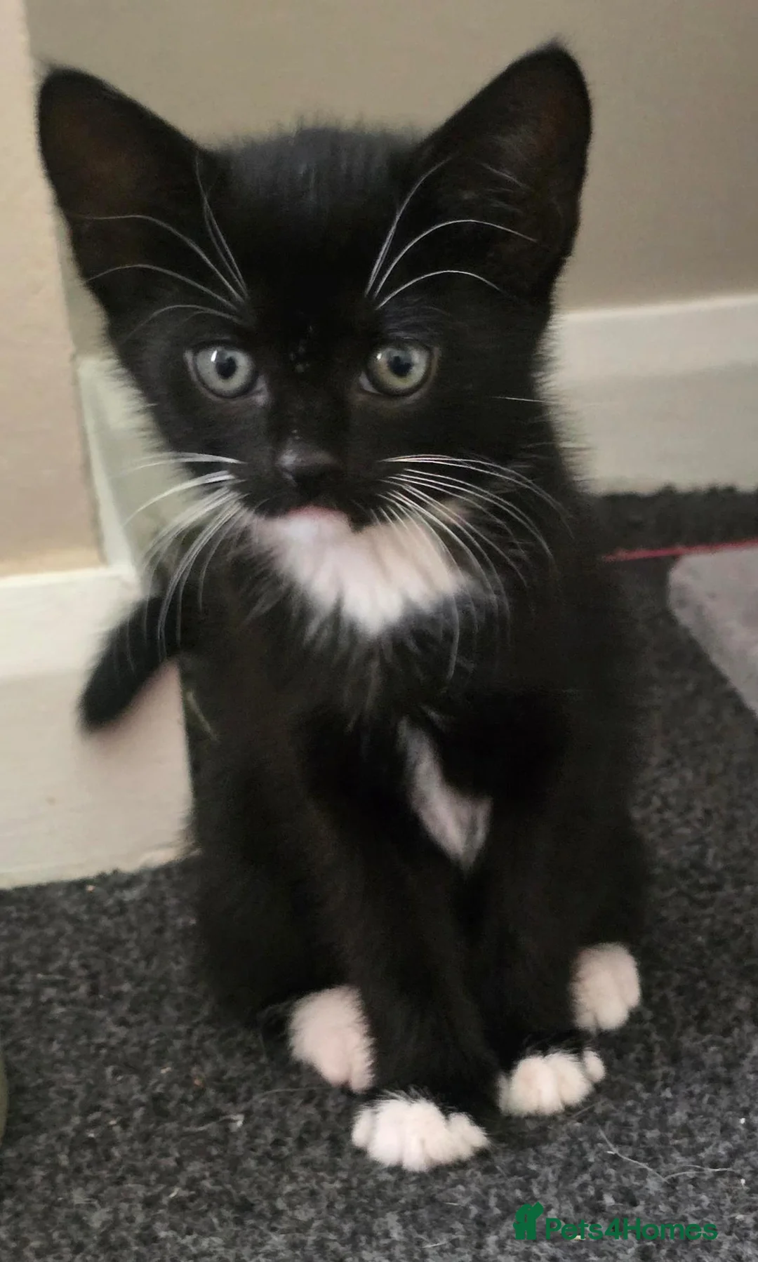 Mixed Breed cats for sale: Gorgeous black and white kitten for sale  in Leicester - Advert 1