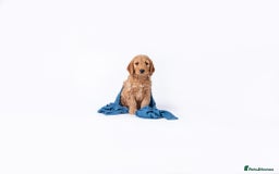 Mini Goldendoodle dogs for sale: F1 pups by POLICE dog trainer / Licensed breeder - Image 8
