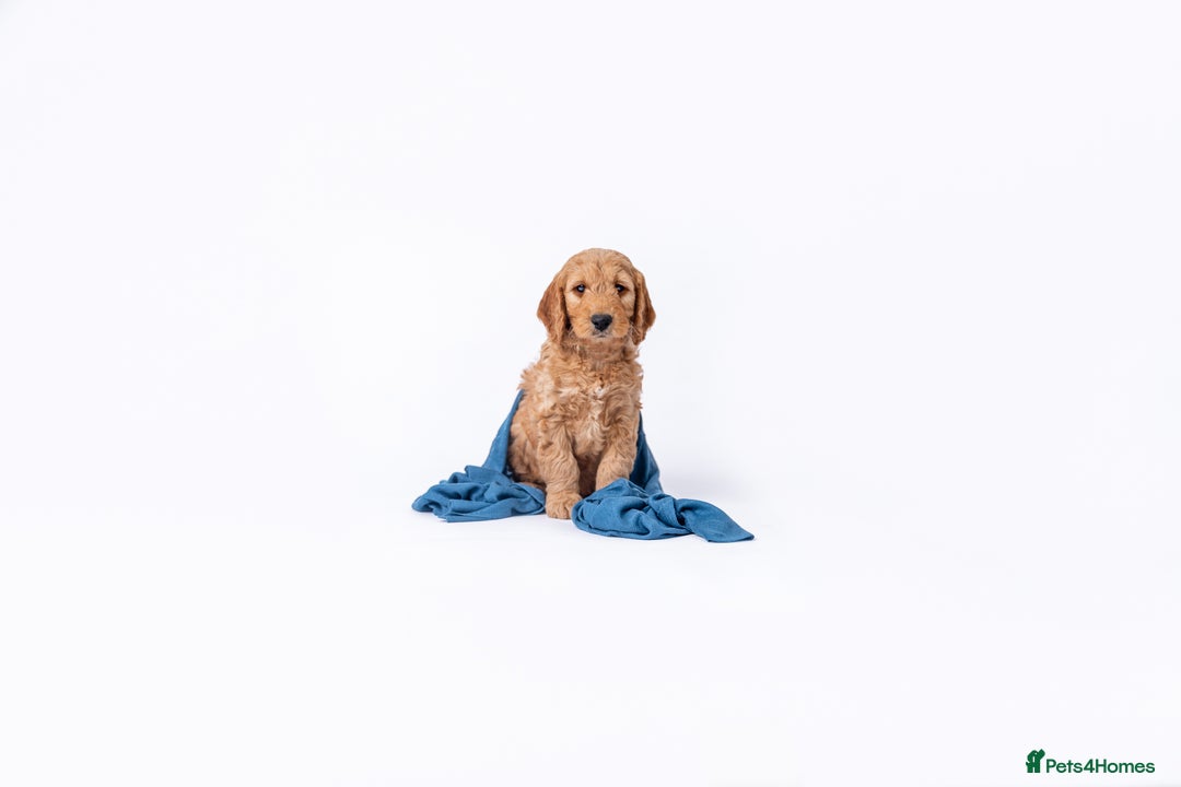 Mini Goldendoodle dogs for sale: F1 pups by POLICE dog trainer / Licensed breeder - Image 8