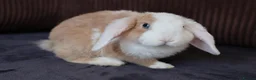 Mini Lop rabbits for sale: Gorgeous Mini Plush Lop Boy – Ready Now! 🐰✨ - Advert 2