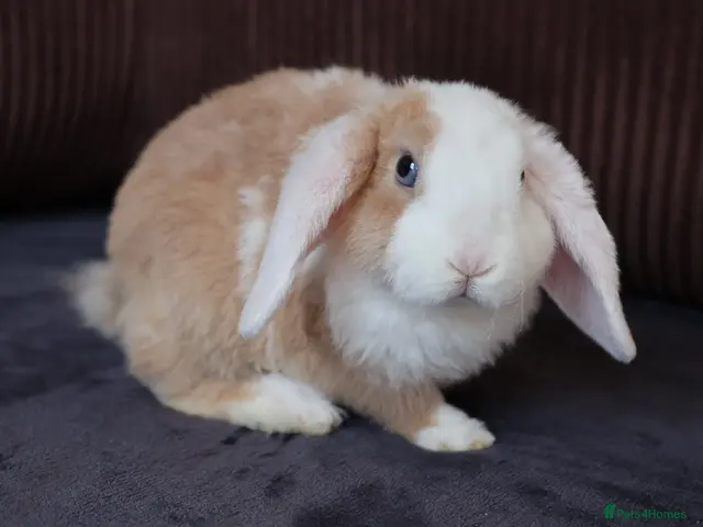 Mini Lop rabbits for sale: SOLD! - Advert 2