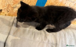 Mixed Breed cats for sale: Kittens for sale - ONLY 2 BLACK MALES REMAINING - Image 11