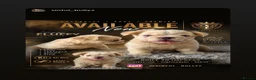 French Bulldog dogs for sale: Fluffy French Bull dogs HIGH QUALITY FRENCHIE in Ashford - Advert 12