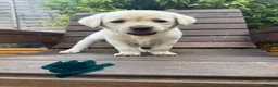 Labrador Retriever dogs for sale: Beautiful litter of Pedigree Yellow Labrador   - Advert 6