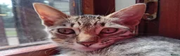 Bengal cats for sale: 🧡 Kitten Seeking One Well-Trained Human... 🐾 - Advert 5