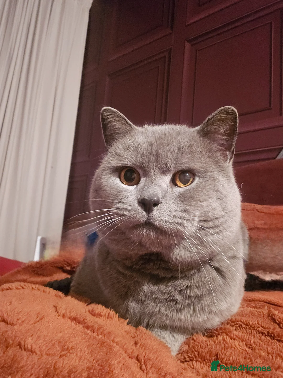 British Shorthair cats for stud: Beautiful boy - Advert 1