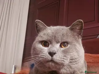 British Shorthair cats Beautiful boy - Advert 1