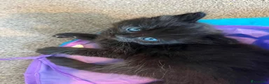 British Longhair 2