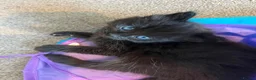 British Longhair cats for sale: 2 black boy kittens and 1 black girl  - Advert 7