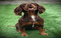 Cocker Spaniel dogs for sale: Cocker spaniels pups looking for a forever 🏡  - Image 7