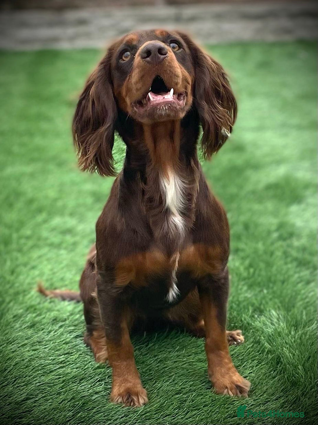 Cocker Spaniel dogs for sale: Cocker spaniels pups looking for a forever 🏡  - Image 7