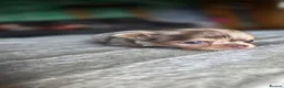 Chihuahua dogs for sale: Beautiful Top Quality Tiny Chihuahua Puppies - Advert 33