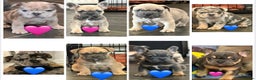 French Bulldog dogs for sale: *REDUCED* READY TO LEAVE French bulldogs  - Advert 1