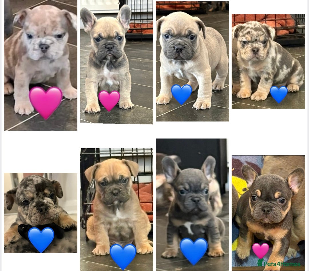 French Bulldog dogs for sale: *REDUCED* READY TO LEAVE French bulldogs  - Advert 1