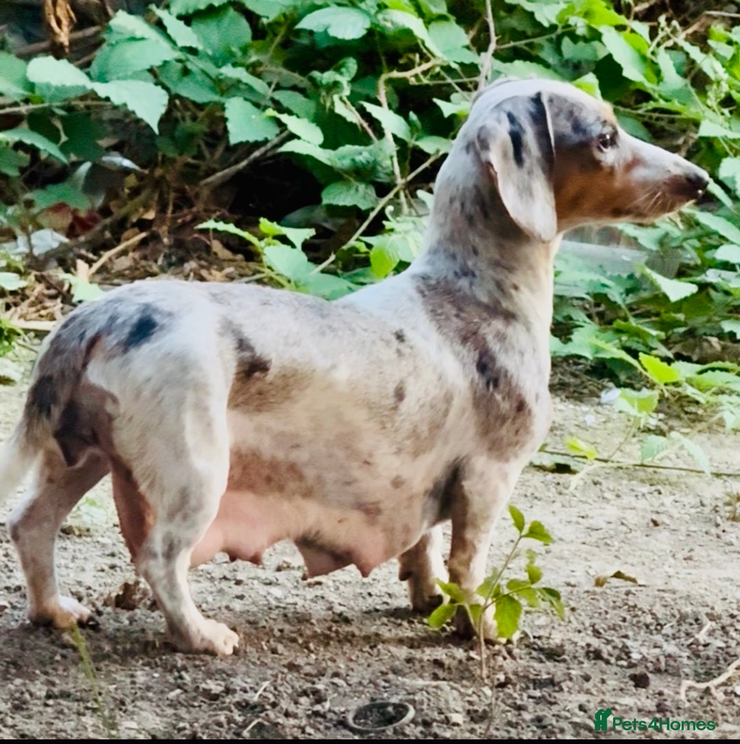 Miniature Dachshund dogs for sale: Beautiful Isabella dachshund puppies - Image 4