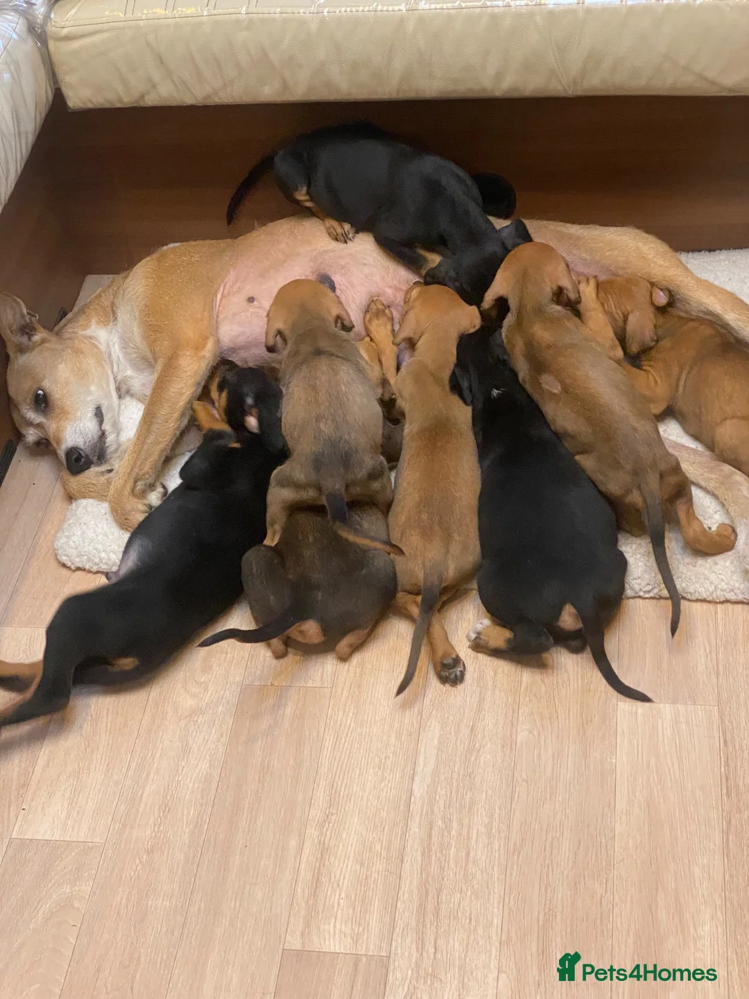 Mixed Breed dogs for sale: 🐾 STUNNING DOBERMAN × LURCHER PUPPIES 🐾 - Advert 20