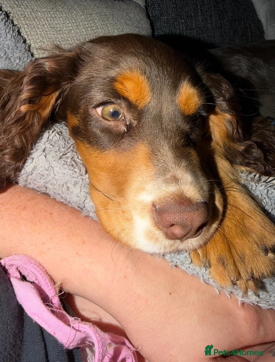 Cocker Spaniel dogs for sale: 8 month old male cocker spaniel - Advert 5