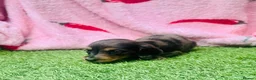 Miniature Dachshund dogs for sale: Long haired miniature dachshund puppies - Advert 6