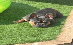 French Bulldog dogs for sale: Bruno, 3 year old French bulldog  - Image 3