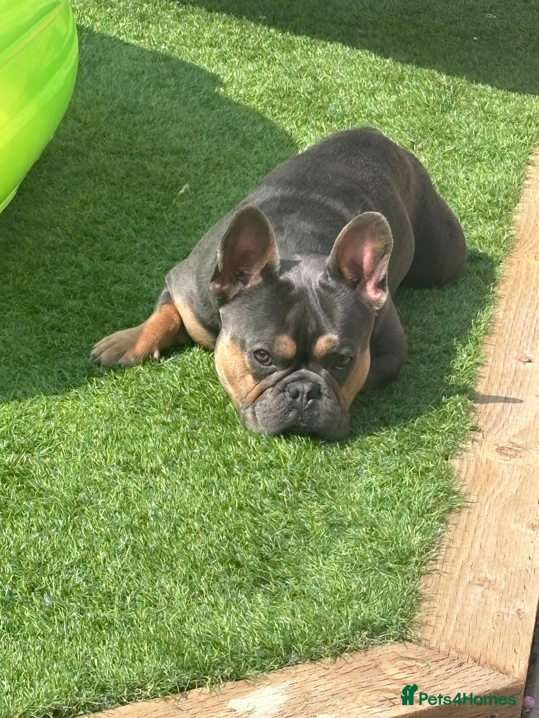 French Bulldog dogs for sale: Bruno, 3 year old French bulldog  - Image 3