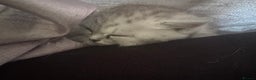 British Shorthair cats for sale: 🐾Gorgeous British shorthair🐾 - Advert 2