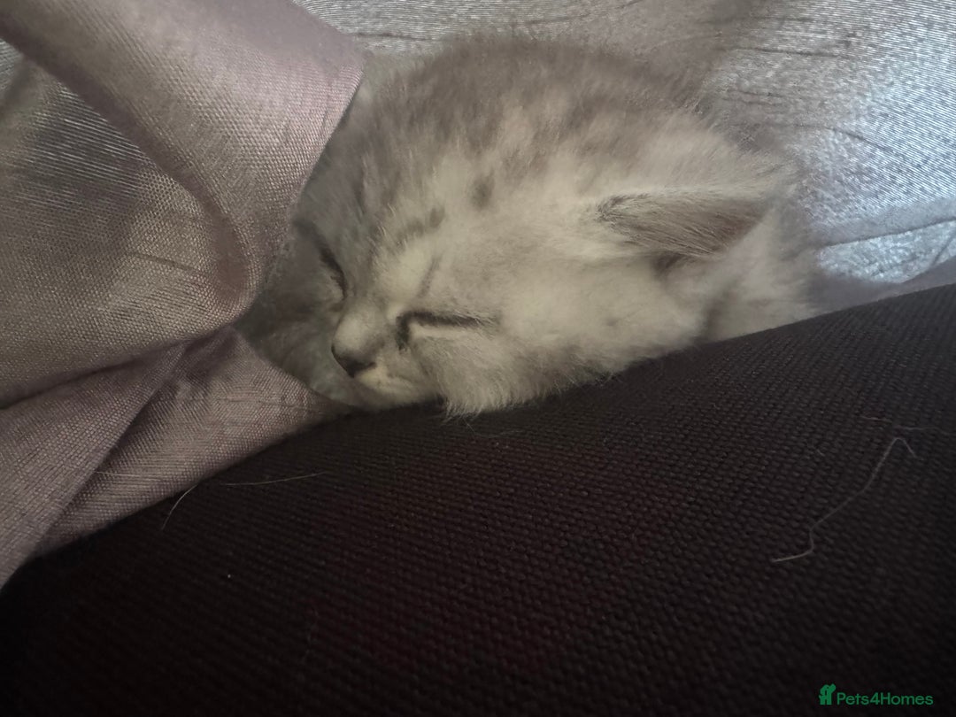 British Shorthair cats for sale: 🐾Gorgeous British shorthair🐾 - Advert 2