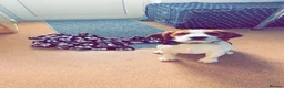 Bocker dogs for sale: Loving dog needing a new home❤️ - Advert 4