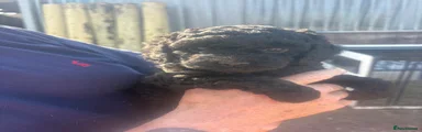 Cockapoo Puppy 2