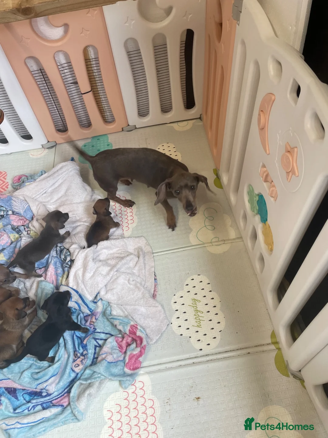 Chiweenie dogs for sale: Chiweenie - Advert 8