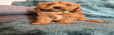 Cocker Spaniel 1