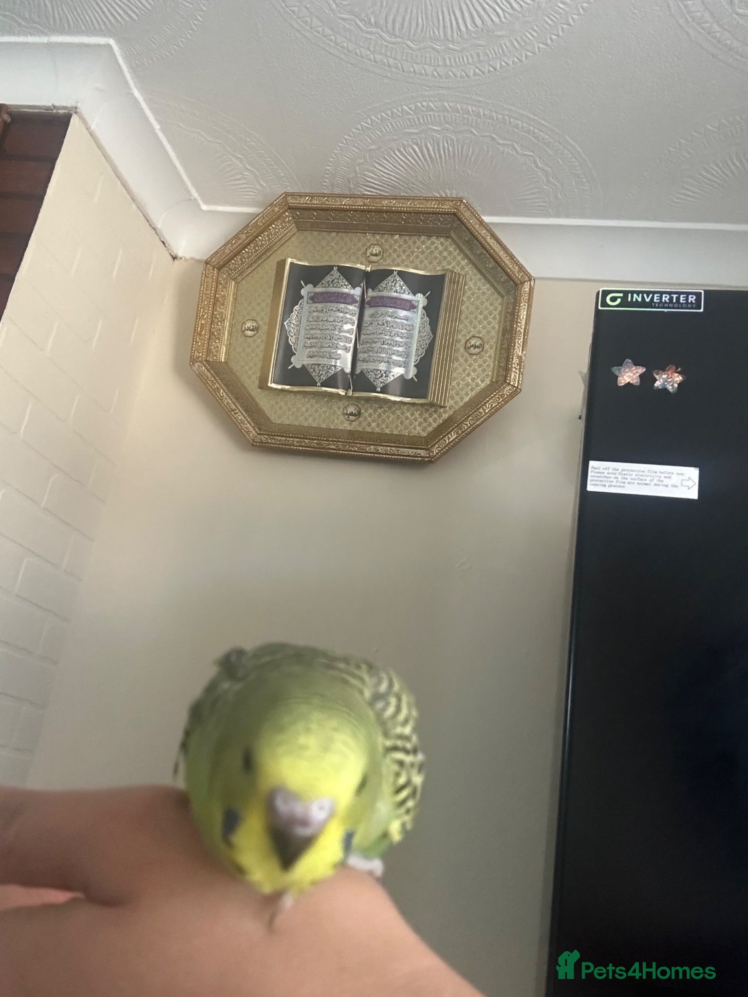 Budgerigars birds Lovely baby budgies - Advert 2