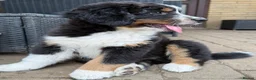 Bernedoodle dogs for sale: 2 gorgeous bernedoodle puppies available😍 - Advert 7