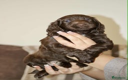 Cockapoo dogs for sale: Adorable Cockerpoo puppies F1B - Image 15