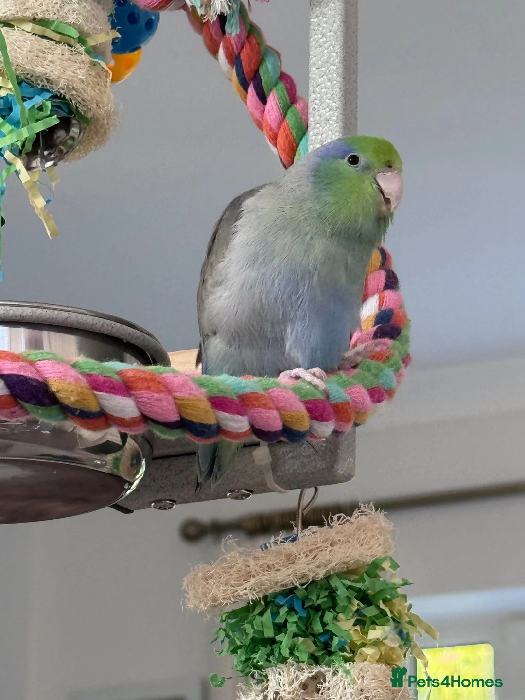 Budgerigars birds for sale: Beautiful Tame Male Parrotlet - Advert 2