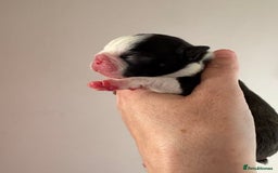 Boston Terrier dogs for sale: Stunning litter Kc reg Boston terriers  - Image 2