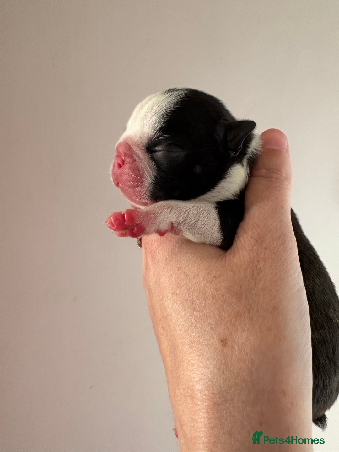 Boston Terrier dogs for sale: Stunning litter Kc reg Boston terriers  - Image 2
