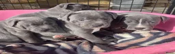 Staffordshire Bull Terrier dogs for sale: Beautiful Blue Staffordshire Bull Terrier Puppies in London - Advert 9