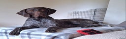 German Shorthaired Pointer dogs for stud: KC Registered German Short-haired Pointer for stud - Advert 9