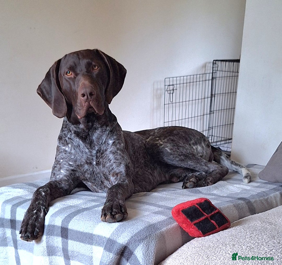 German Shorthaired Pointer dogs for stud: KC Registered German Short-haired Pointer for stud - Advert 9