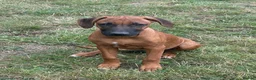 Rhodesian Ridgeback dogs for sale: Stunning girl - Advert 4