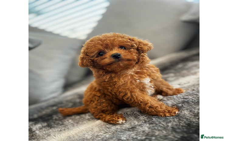 Cavapoo dogs - Advert 1