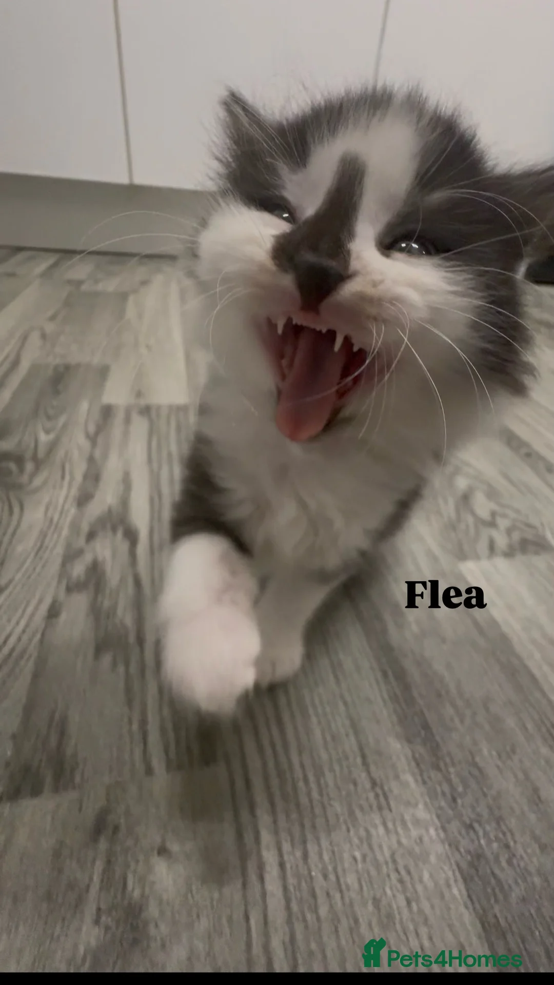 Ragdoll cats for sale: Ragdoll cross kittens | 3 Female | 1 Male - Advert 3