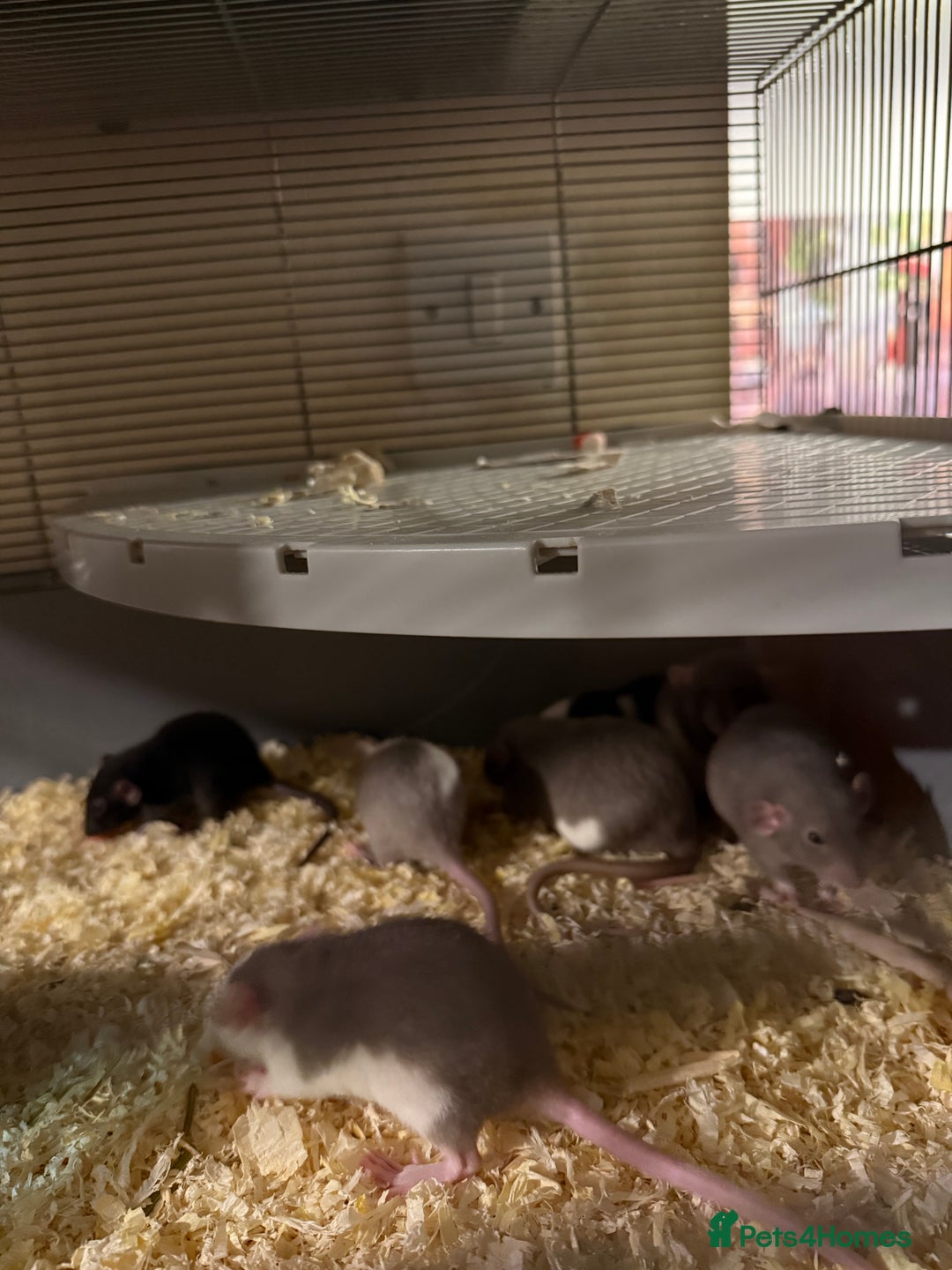 Rat rodents for sale: Adorable baby dumbo rats - Advert 17