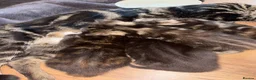 Mixed Breed cats for sale: Four Gorgeous Kittens  - Advert 15