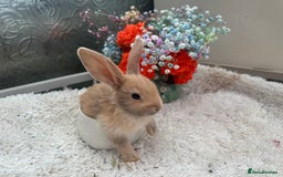 Continental Giant rabbits for sale: Continental Giant baby Rabbits harlequin yellow  - Image 8