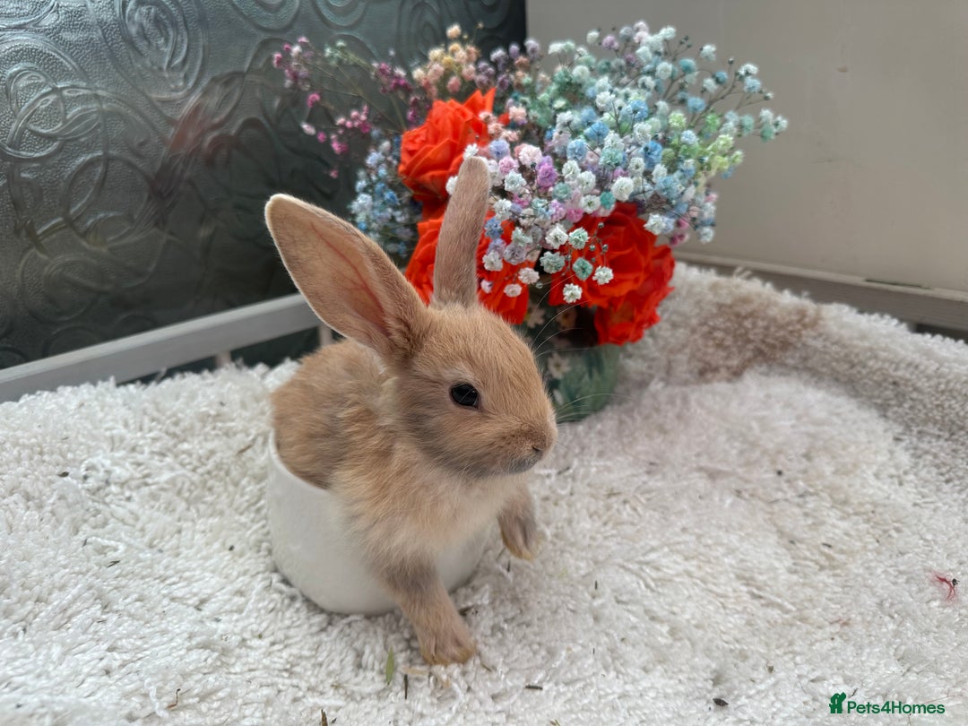 Continental Giant rabbits for sale: Continental Giant baby Rabbits harlequin yellow  - Image 8