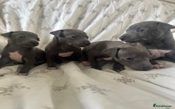 Italian Greyhound dogs for sale: 1 boy left  - Image 8