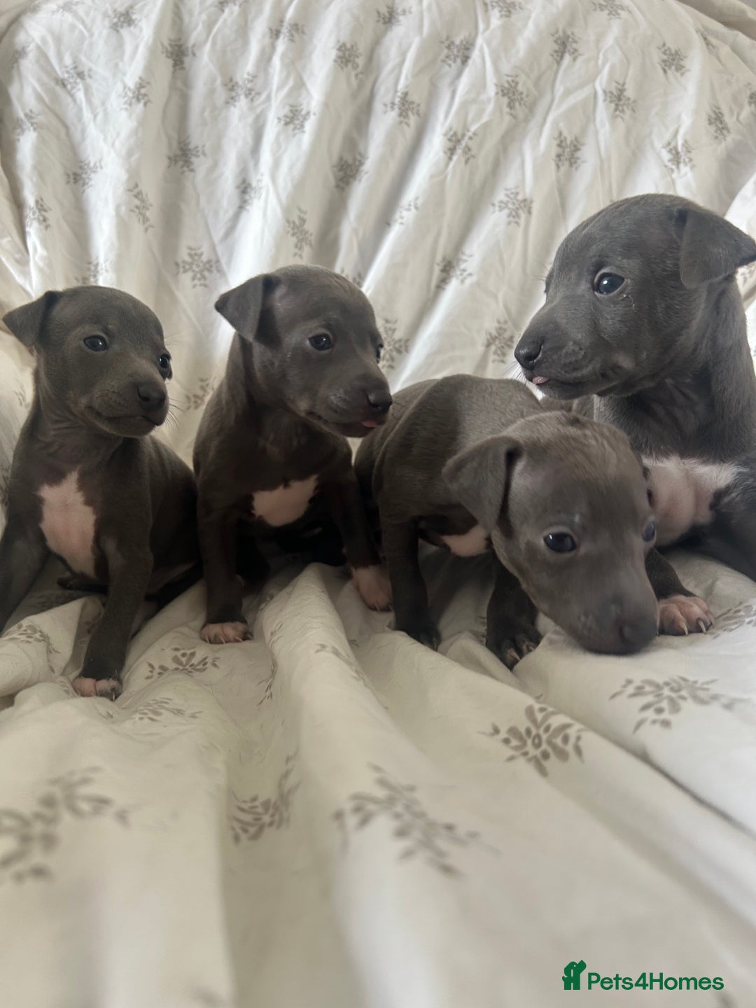 Italian Greyhound dogs for sale: 1 boy left  - Image 8